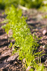 Image showing carrots  