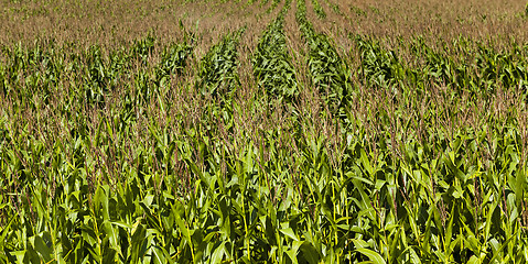 Image showing corn field  