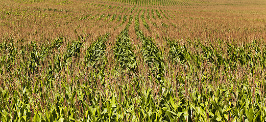 Image showing corn field  