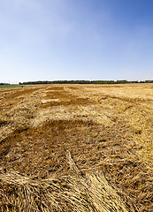 Image showing agriculture 
