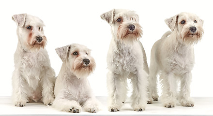 Image showing four miniature schnauzer puppies