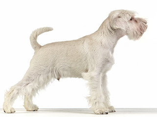 Image showing white miniature schnauzer puppy