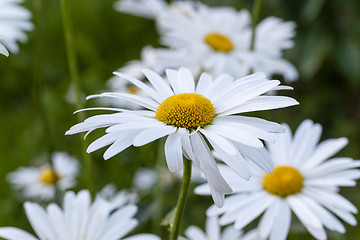 Image showing white  camomile  