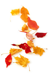 Image showing Autumn leaves