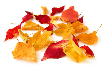 Image showing Autumn leaves