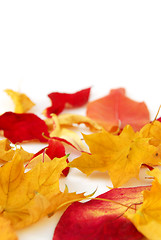 Image showing Autumn leaves