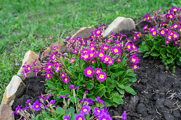 Image showing Flowerbed flowering verbena