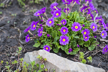 Image showing Flowerbed flowering verbena