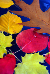 Image showing Fall leaves in water