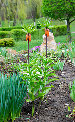 Image showing Lawn with blooming lilies in the garden