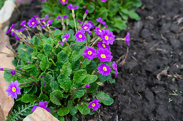 Image showing Flowerbed flowering verbena