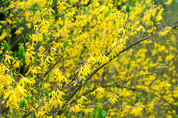 Image showing Bush blooming in the garden forsythia