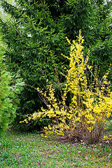 Image showing Bush blooming in the garden forsythia