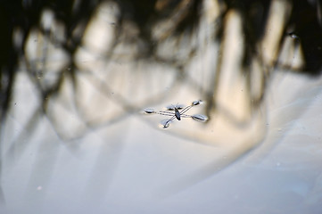 Image showing Insect bug pond skater