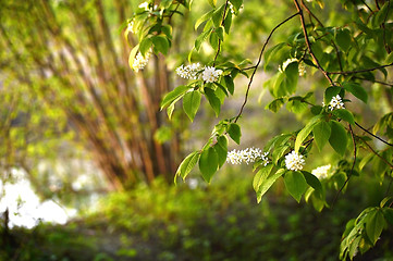 Image showing A branch of a blossoming bird cherry