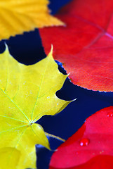 Image showing Fall leaves in water