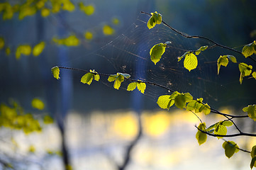 Image showing Tree branch with spider web close up