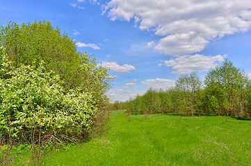 Image showing Spring landscape with blooming bird-cherry tree