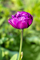 Image showing Flower magenta peony 