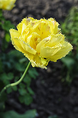 Image showing Flower Yellow tulips