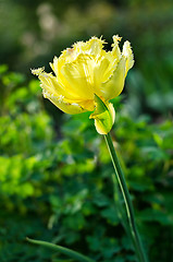 Image showing Flower Yellow tulips