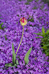 Image showing Tulips and carnations