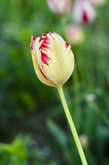 Image showing Flower Yellow tulips