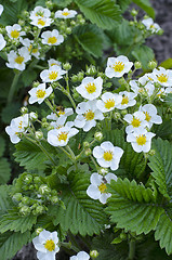 Image showing Blooming strawberries