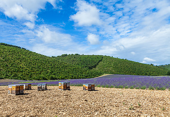 Image showing Beehive close to lavander field