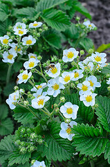 Image showing Blooming strawberries