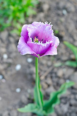 Image showing Flower lavender tulip