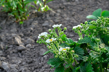 Image showing Blooming strawberries