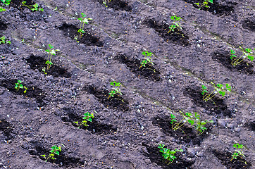 Image showing The beds with parsley