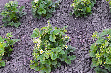 Image showing Blooming strawberries