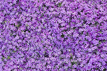 Image showing Blooming purple carnation