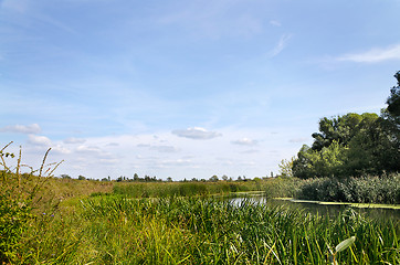 Image showing Summer landscape with a river
