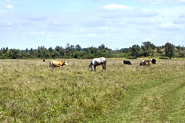 Image showing Rural landscape with cows and horses