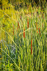 Image showing Flowering reeds 