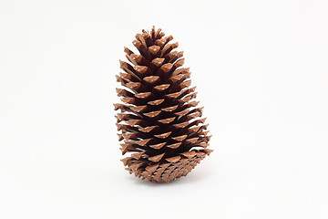 Image showing pine cones