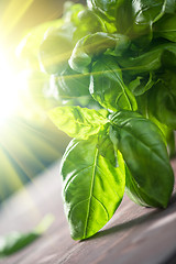 Image showing Fresh organic basil