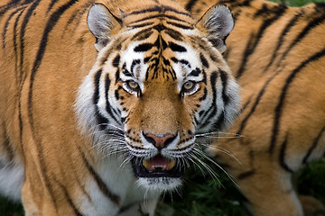 Image showing tiger