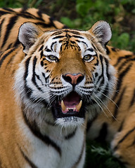 Image showing tiger