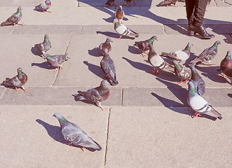 Image showing Retro look Pigeon bird