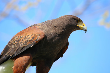 Image showing golden eagle reading to attack