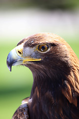 Image showing Portrait of an golden eagle