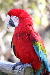 Image showing Parrot in closeup