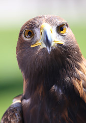 Image showing Portrait of an golden eagle