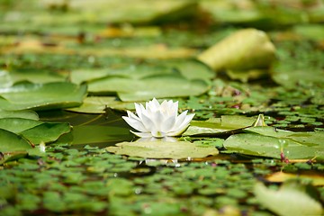 Image showing Water lily in the lake