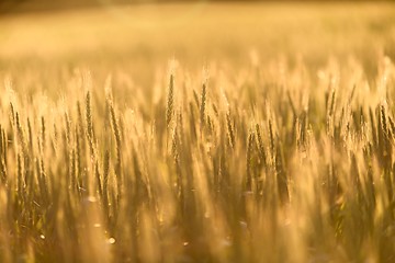 Image showing Closeup photo of some fresh wheat