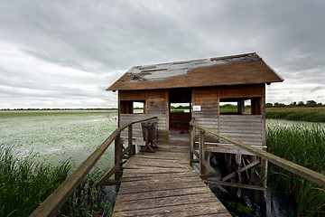 Image showing Wooden path trough the reed